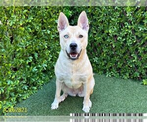 Siberian Husky-Unknown Mix Dogs for adoption in West Palm Beach, FL, USA