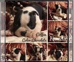 Small Photo #4 Boston Terrier Puppy For Sale in FRUITA, CO, USA