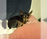 Small #3 Miniature Pinscher Mix