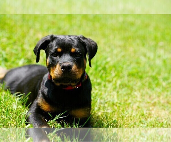 Medium Photo #12 Rottweiler Puppy For Sale in VONORE, TN, USA