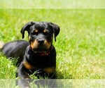 Small #11 Rottweiler