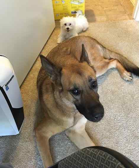 Medium Photo #3 German Shepherd Dog Puppy For Sale in ESCONDIDO, CA, USA