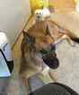 Small Photo #3 German Shepherd Dog Puppy For Sale in ESCONDIDO, CA, USA