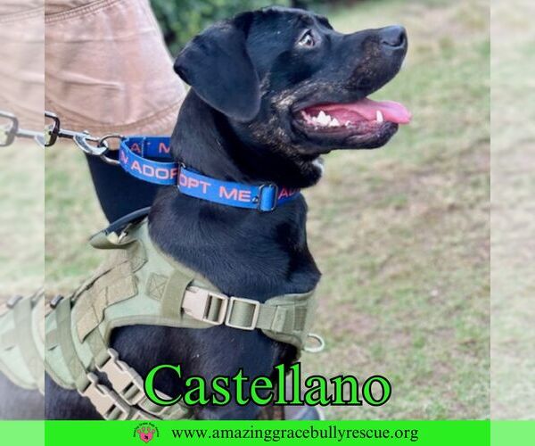 Medium Photo #6 Rottweiler-American Pit Bull Terrier Puppy For Sale in Pensacola, FL, USA