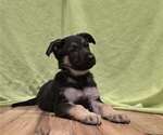 Puppy Green German Shepherd Dog