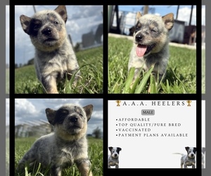 Australian Cattle Dog Puppy for sale in ZOLFO SPRINGS, FL, USA