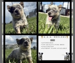 Image preview for Ad Listing. Nickname: Male B