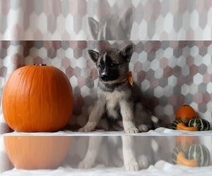 Keeshond-Siberian Husky Mix Puppy for sale in LANCASTER, PA, USA