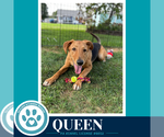 Queen (Bee's Knees) 091926 - Female Labrador Retriever-Unknown Mix Dog for Adoption - Small photo