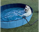 Small #3 Retriever  Mix