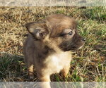 Small #14 Chihuahua