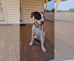 Small #11 Pointer Mix