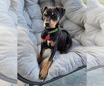 Small #4 Doberman Pinscher Mix