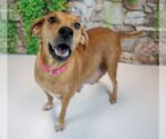 Small #1 Mutt