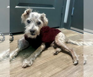 Poodle (Miniature)-Unknown Mix Dogs for adoption in Newport Beach, CA, USA