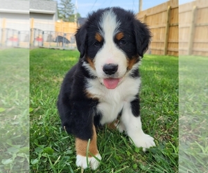 Bernese Mountain Dog Puppy for sale in FORT WAYNE, IN, USA