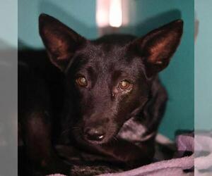 Mutt Dogs for adoption in San Antonio, TX, USA