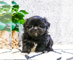 Small Photo #9 Shih Tzu Puppy For Sale in SYRACUSE, IN, USA