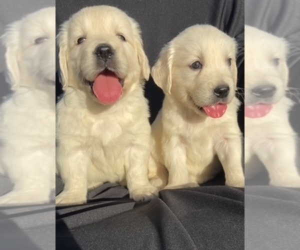 Medium Photo #1 English Cream Golden Retriever Puppy For Sale in SANTA ANA, CA, USA
