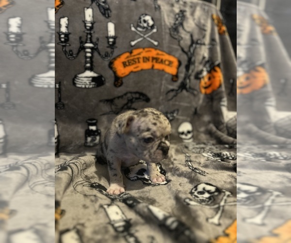 Medium Photo #11 French Bulldog Puppy For Sale in OCALA, FL, USA