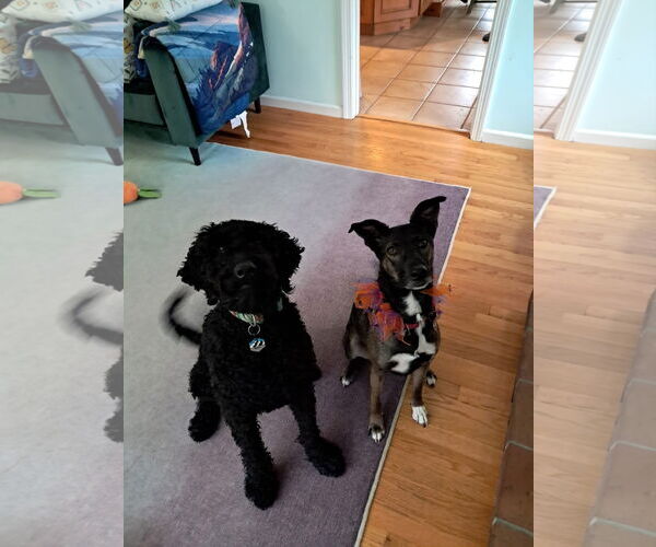 Medium Photo #10 Mutt Puppy For Sale in Wakefield, RI, USA