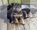 Small #8 German Shepherd Dog