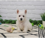 Small #5 West Highland White Terrier