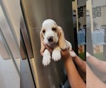 Small Photo #7 Basset Hound Puppy For Sale in BUENA PARK, CA, USA