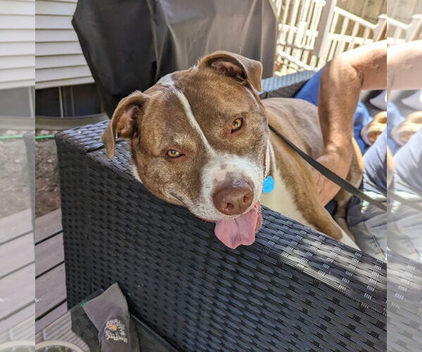 Medium Photo #19 Mutt Puppy For Sale in Woodbury, NY, USA