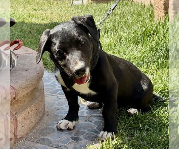 Medium Photo #2 Black Mouth Cur-Labrador Retriever Mix Puppy For Sale in San Diego, CA, USA