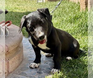 Gerrie - Male Black Mouth Cur-Labrador Retriever Mix Dog for Adoption - Photo #2