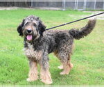 Small #3 Mutt