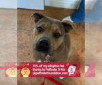 Small #20 American Staffordshire Terrier-Boxer Mix