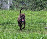 Small #7 Bullboxer Pit