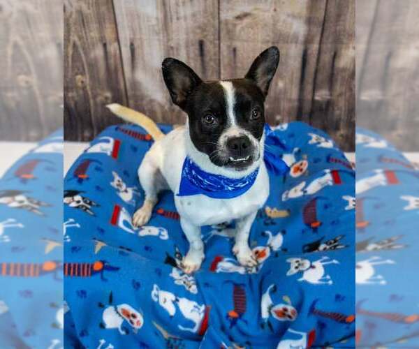 Medium Photo #3 Boston Terrier-Unknown Mix Puppy For Sale in Kennesaw, GA, USA