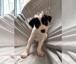 Small #1 Mutt