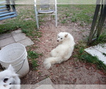 Small Photo #2 American Eskimo Dog Puppy For Sale in PENSACOLA, FL, USA