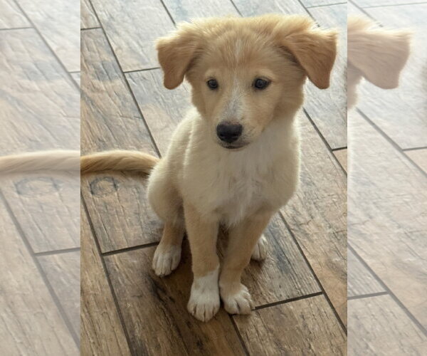 Medium Photo #2 Golden Retriever-Unknown Mix Puppy For Sale in PIPE CREEK, TX, USA
