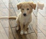 Small #1 Golden Retriever Mix