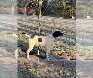 Father of the German Shorthaired Pointer puppies born on 08/18/2025