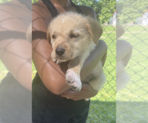 Great Pyrenees-Unknown Mix Dogs for adoption in Unionville, PA, USA