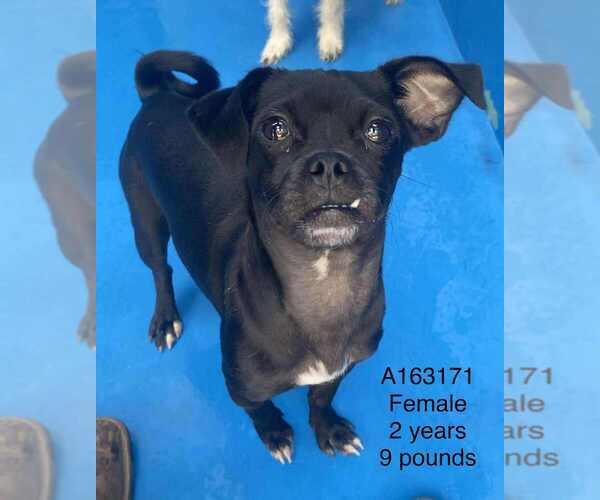 Medium Photo #1 Chug Puppy For Sale in Calgary, Alberta, Canada