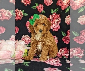 Poodle (Miniature) Puppy for sale in CHRISTIANA, PA, USA