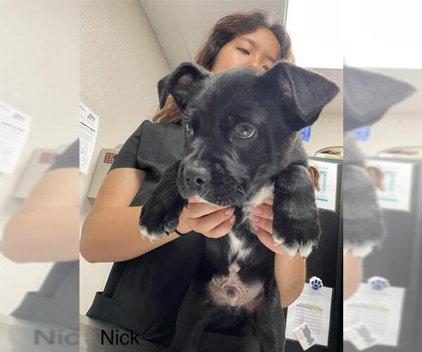 Medium Photo #1 Labrador Retriever Puppy For Sale in Sugar Land, TX, USA