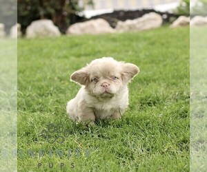 French Bulldog Puppy for sale in RONKS, PA, USA