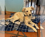 Small #4 Australian Shepherd Mix