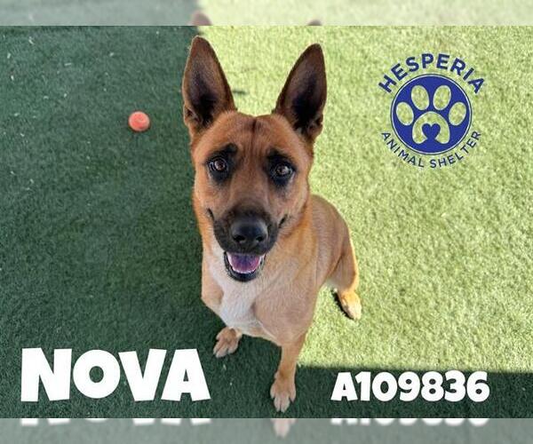 Medium Photo #2 Mutt Puppy For Sale in HESPERIA, CA, USA