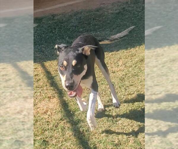 Medium Photo #2 Catahoula Leopard Dog-Unknown Mix Puppy For Sale in Plano, TX, USA