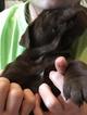 Puppy 5 English Bulldog-Labrador Retriever Mix