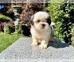 Small #9 Shih Tzu